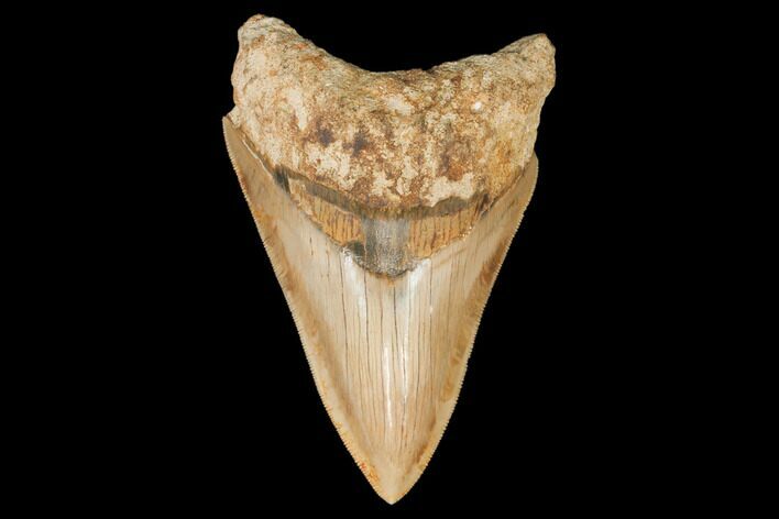 Serrated, Fossil Megalodon Tooth - West Java, Indonesia #145248